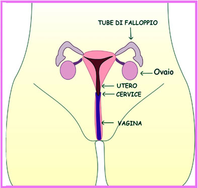 apparato riproduttivo interno